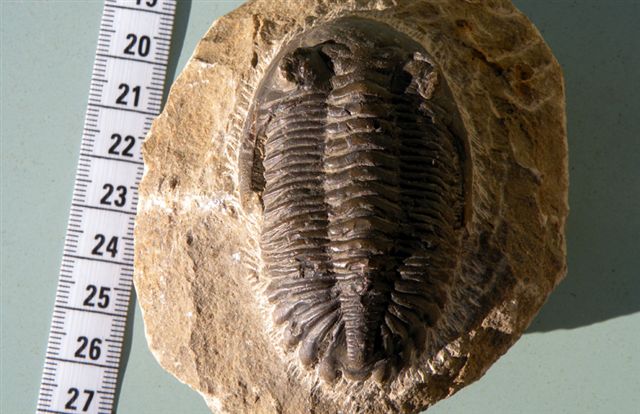 Trilobiti verosimilmente marocchine